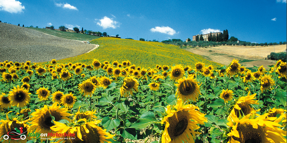 A sunflower field from one of our motorcycle tour in Tuscany from Rome